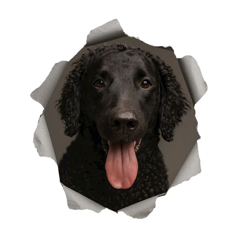 Curly Coated Retriever
