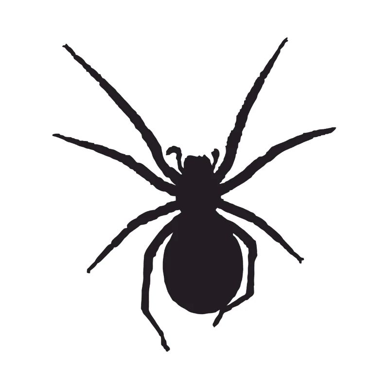 Spider Nosferatu Spider