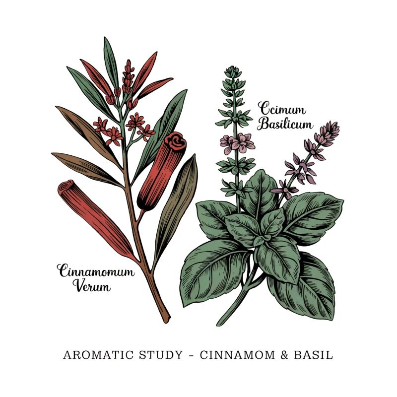 Cinnamon & Basil - Botany