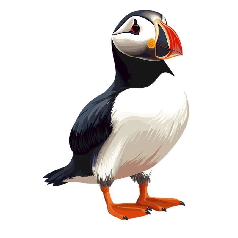 Puffin Papageientaucher