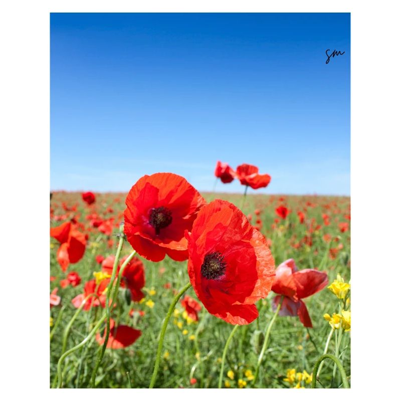 Mohnblumen im blauen Feld