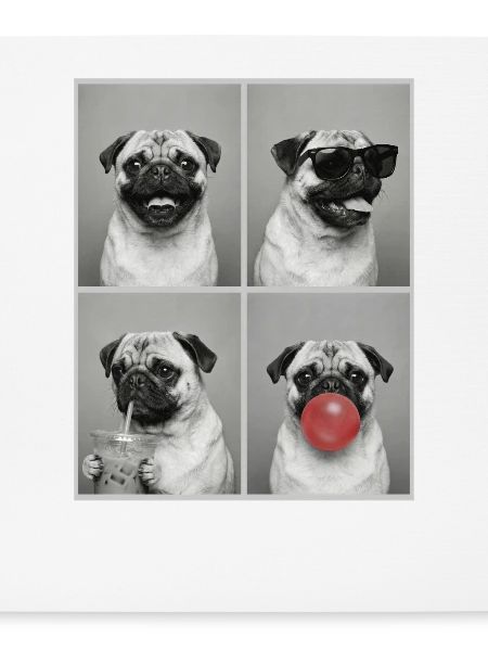 Hunde Mops Hund
