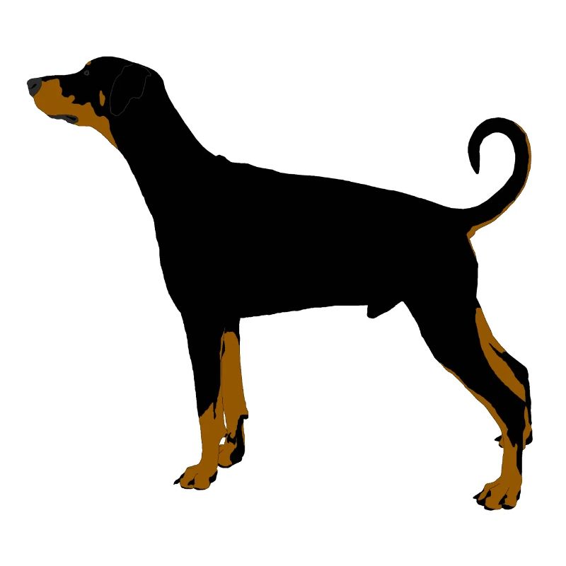 Dobermann