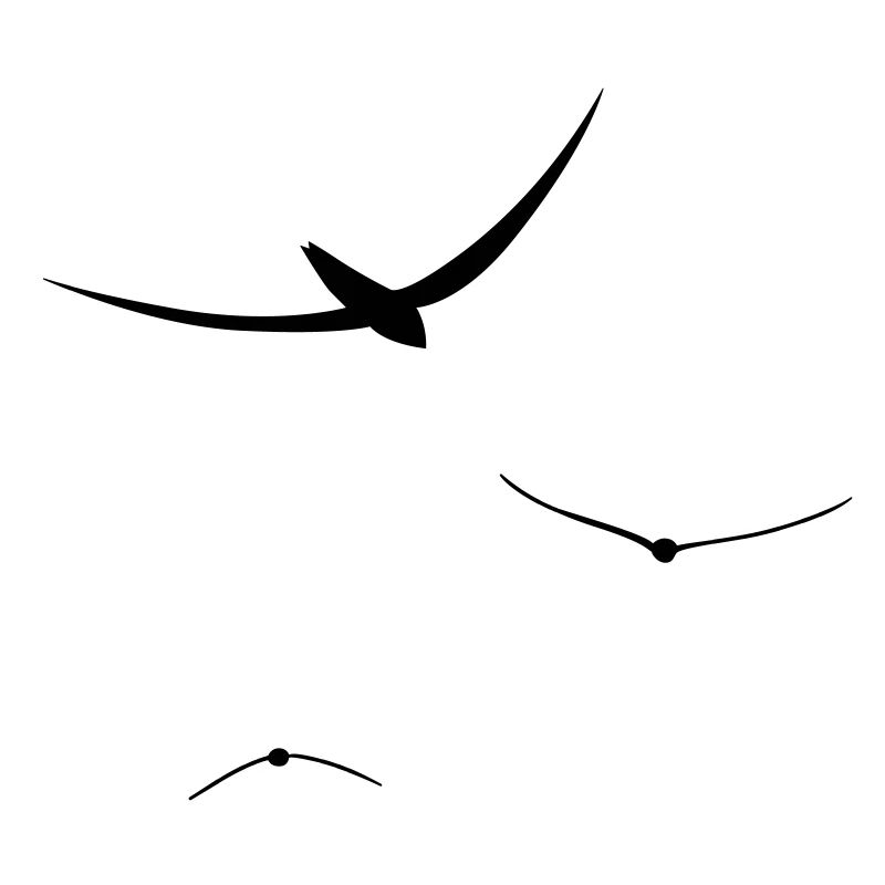 birds free fly