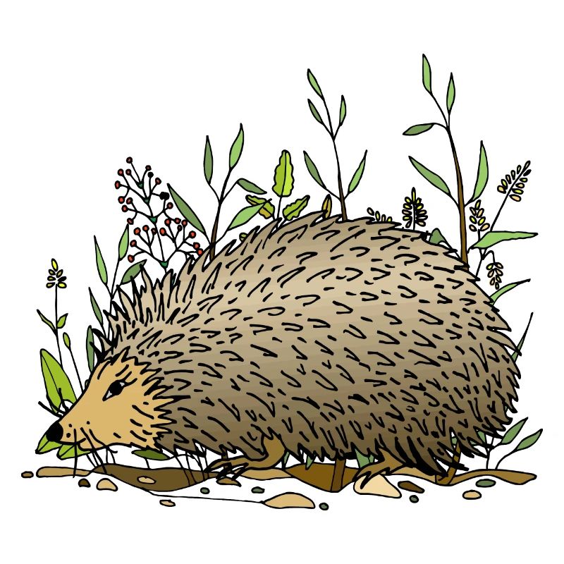 Igel