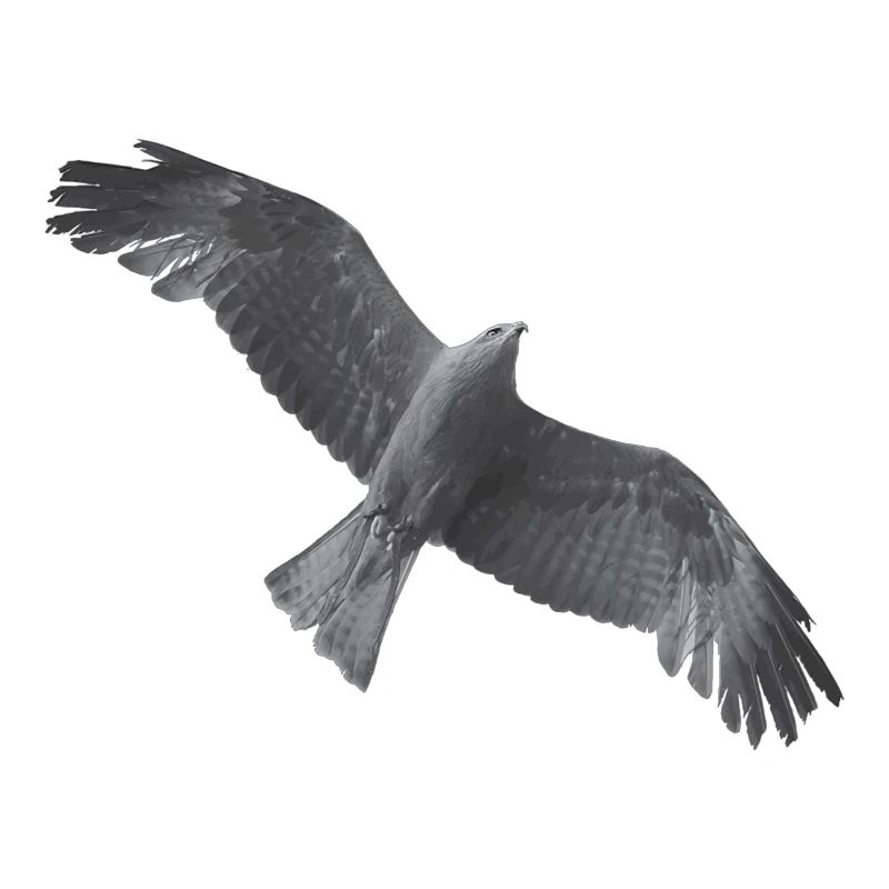 Golden Eagle
