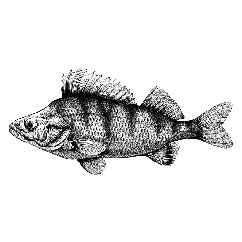 perch