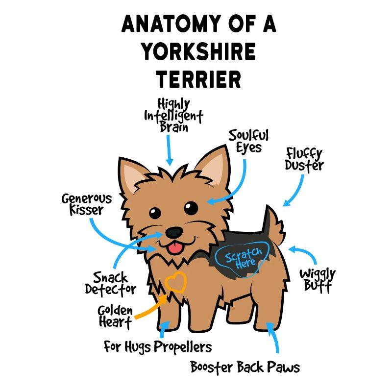Anatomie d’un terrier du Yorkshire