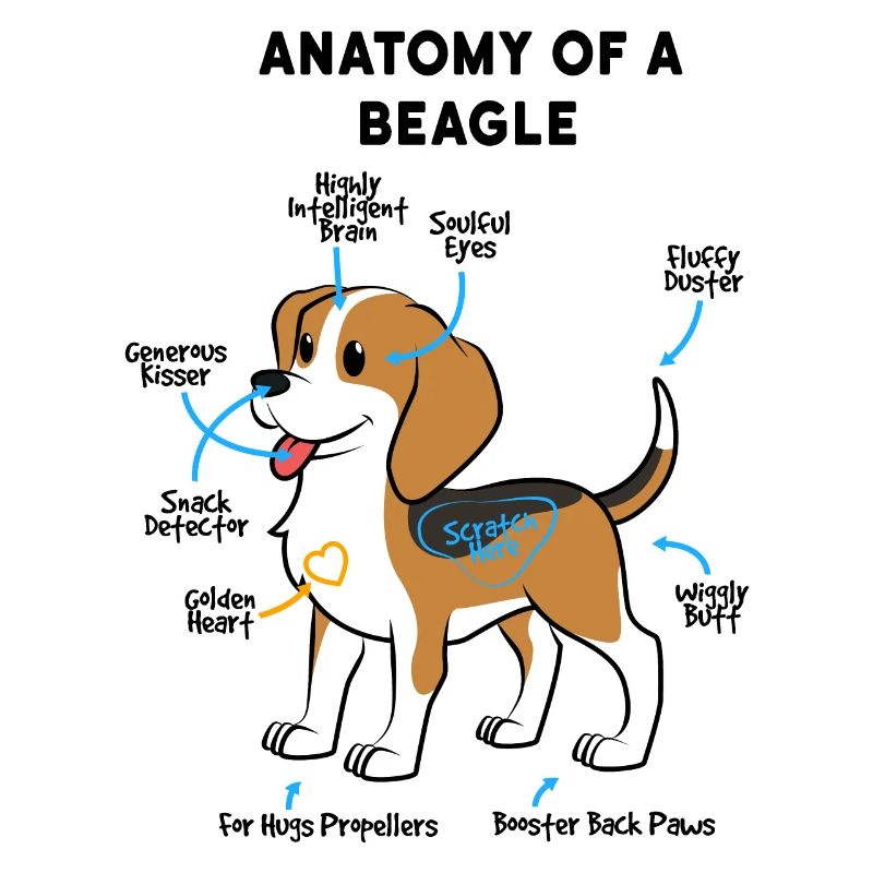 Anatomie Eines Beagle