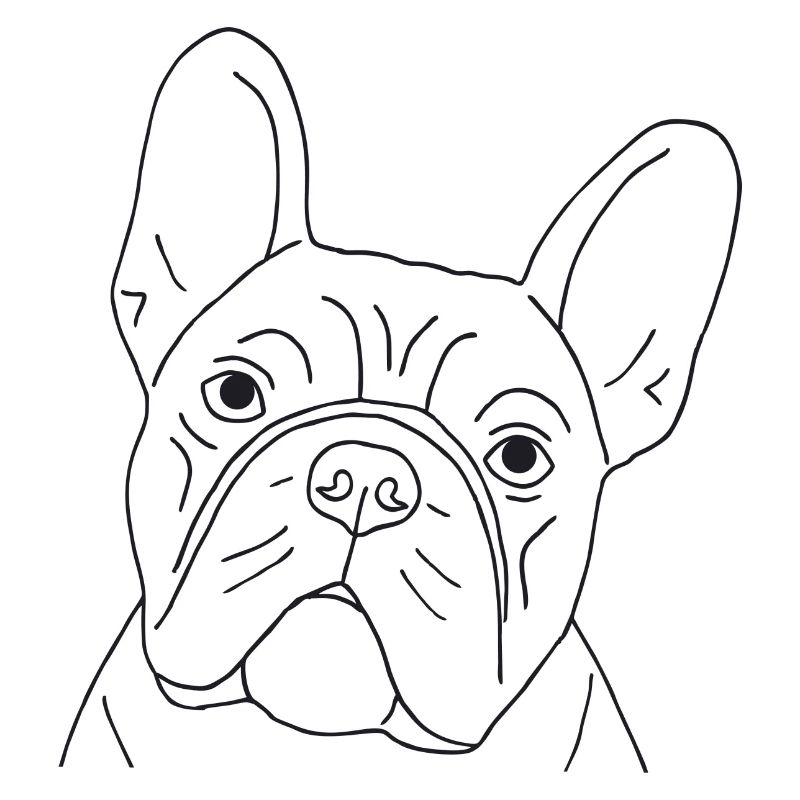 Französische Bulldogge