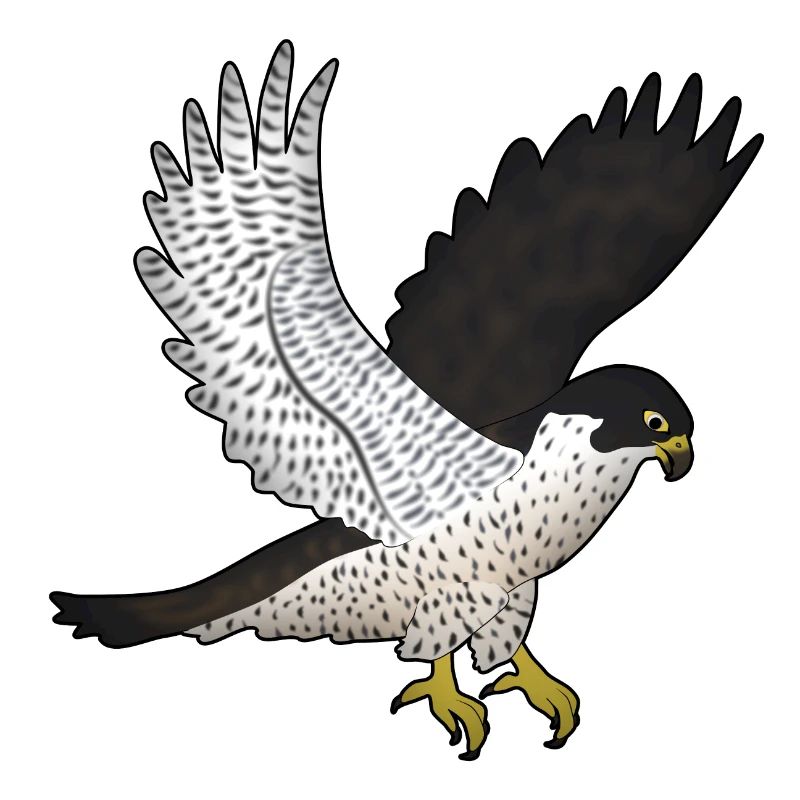 Wanderfalke Fliegt