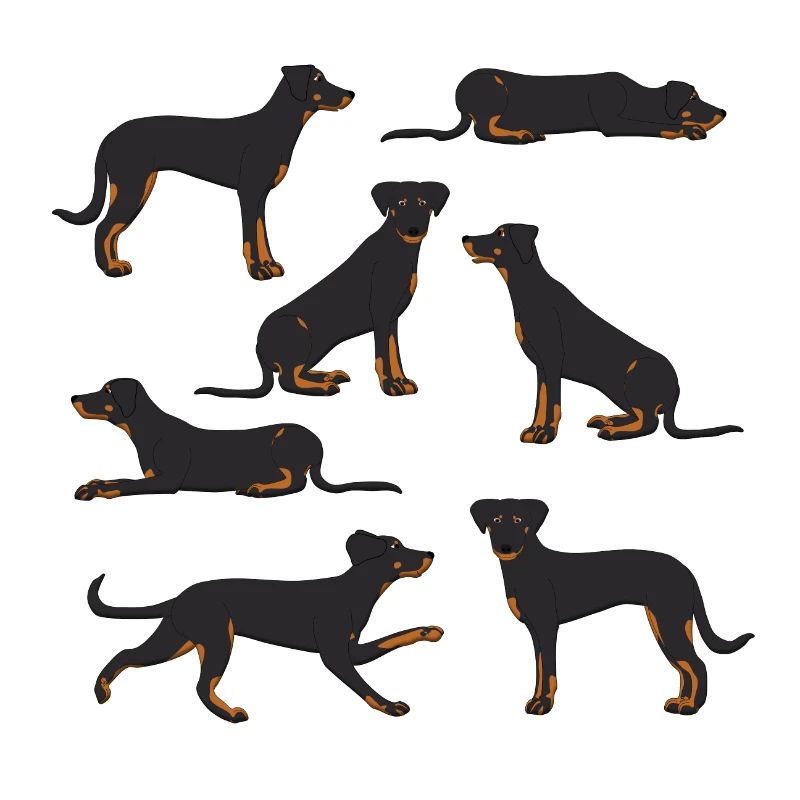 Beauceron Auswahl