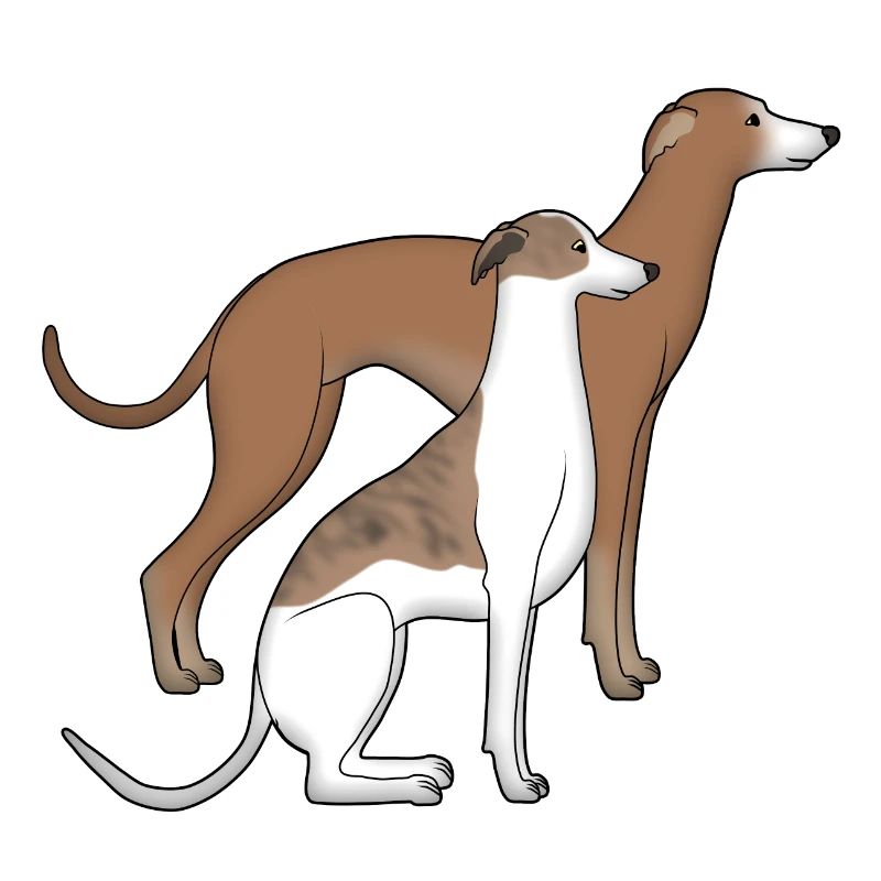 Two whippets