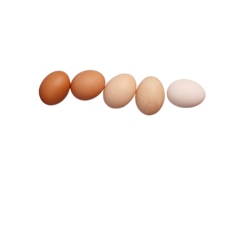 Eier