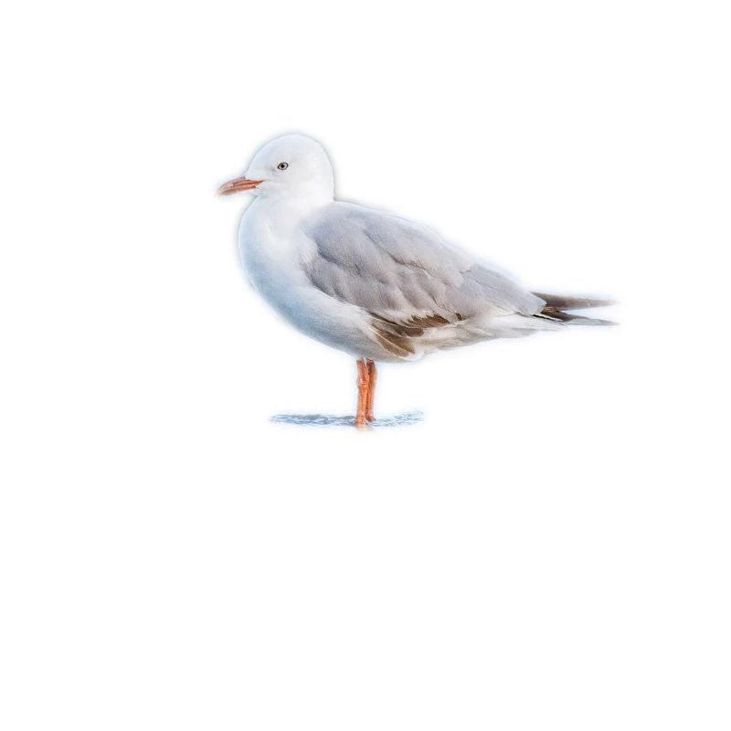Möwe