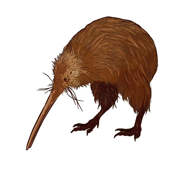 Kiwi Vogel