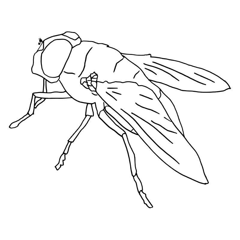 Fliege fly Riesenfliege