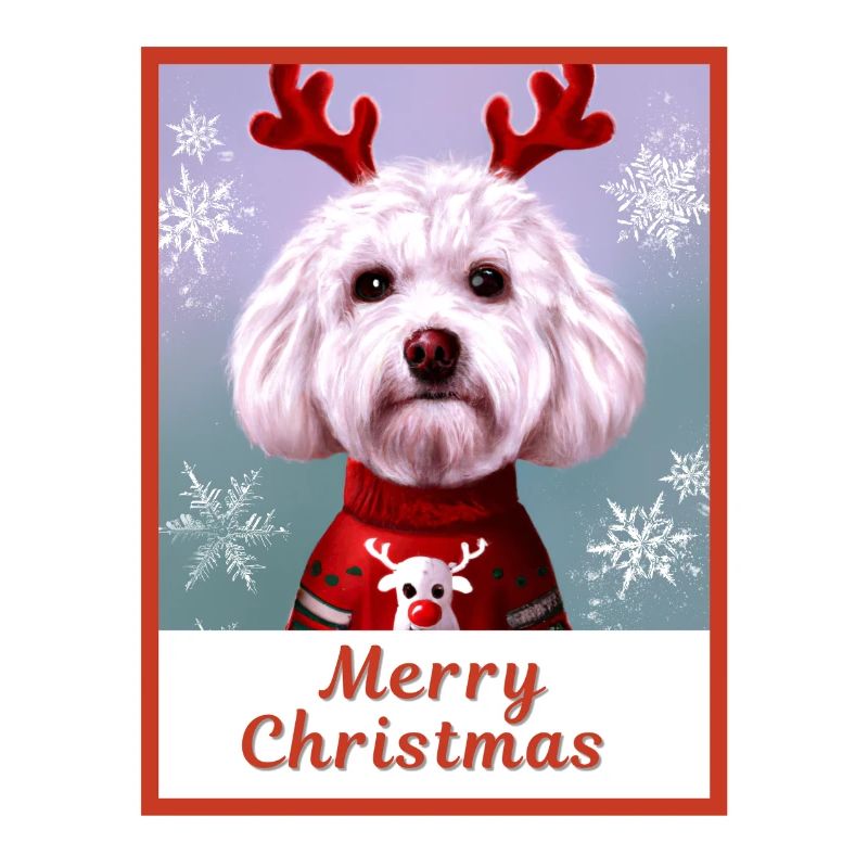 Doux chien (Bichon frise) dans un pull de Noël.