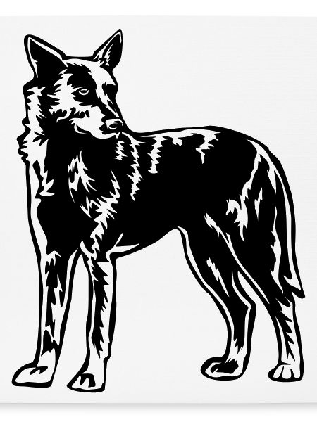 Hollandse Herder