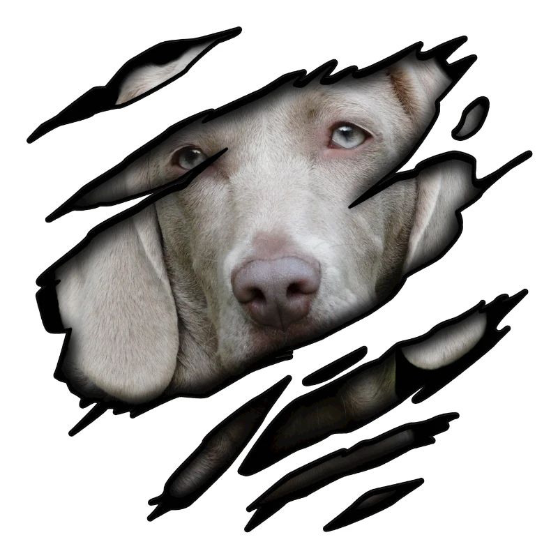 Weimaraner in mir