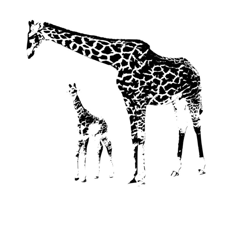 Giraffen