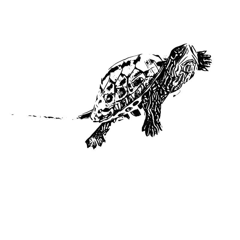 Schildkröte