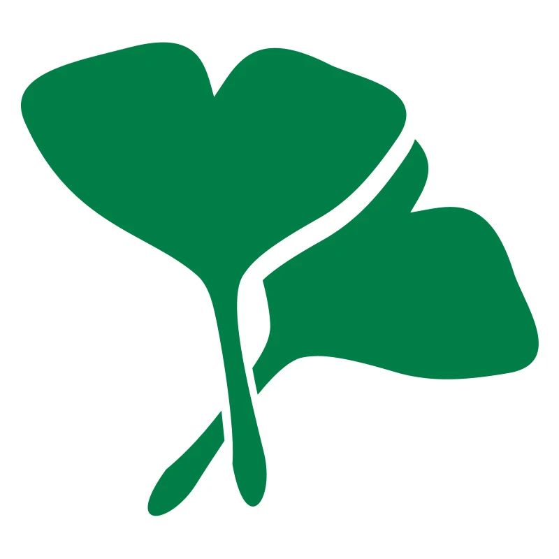 Ginko Heilpflanze