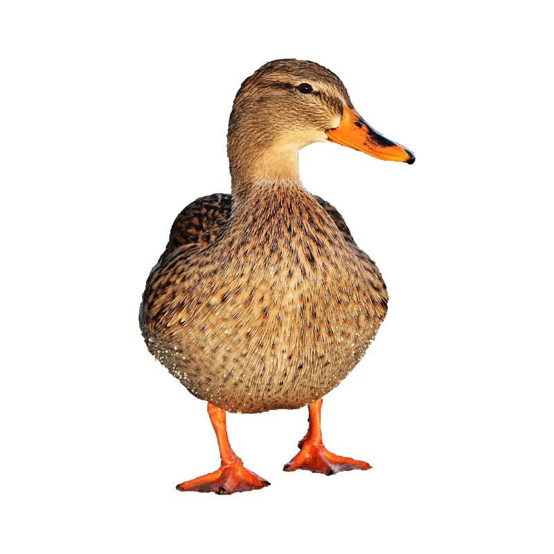 duck59