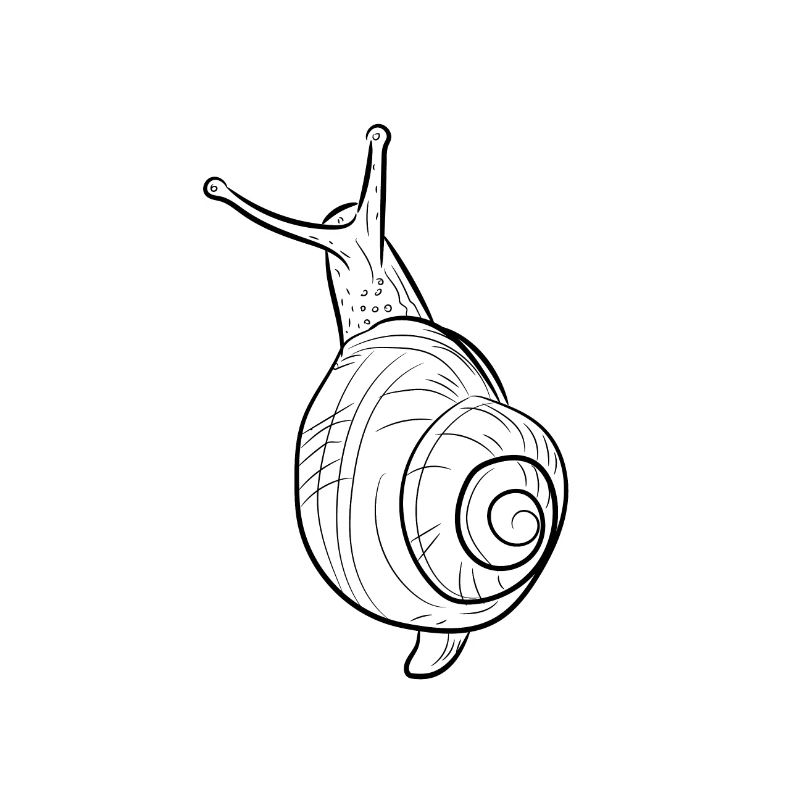 Schnecke, Tier