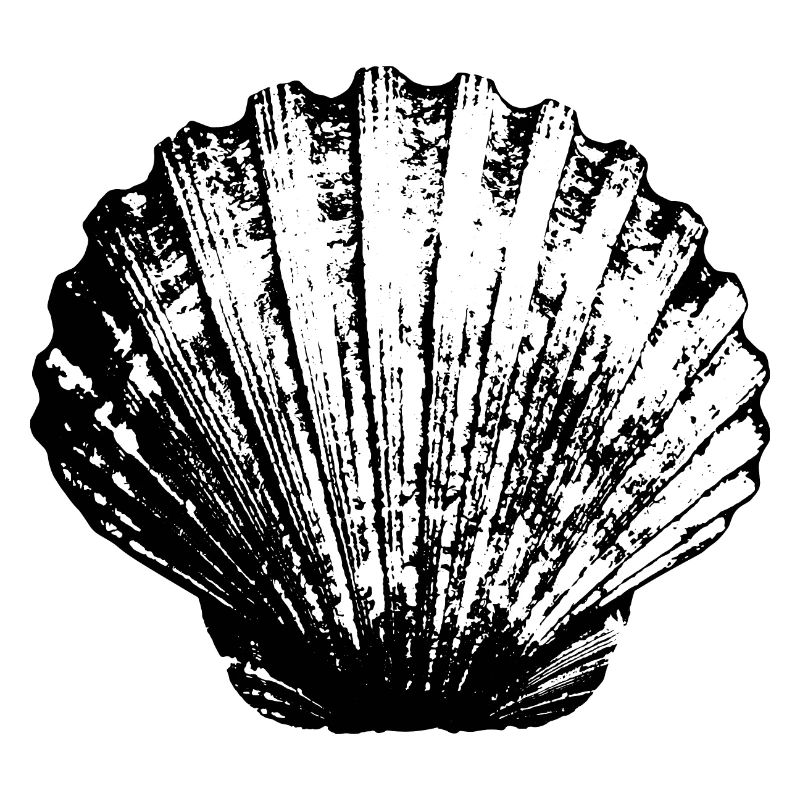 Jakobsmuschel