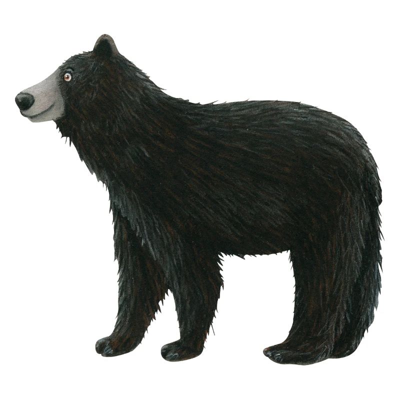 Schwarzbär