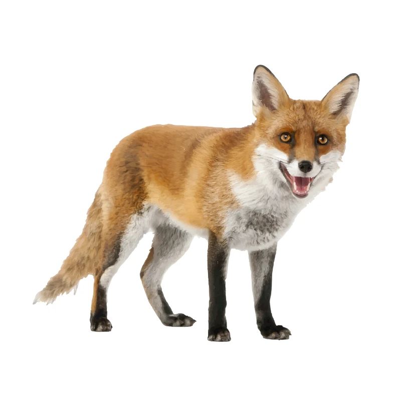Fuchs