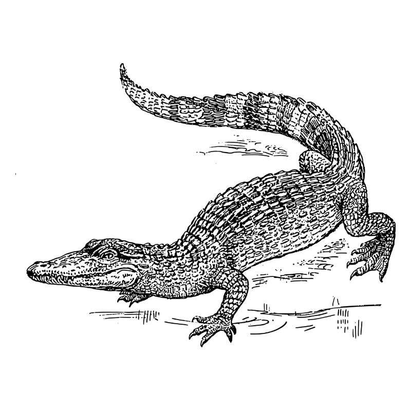 kroko 58