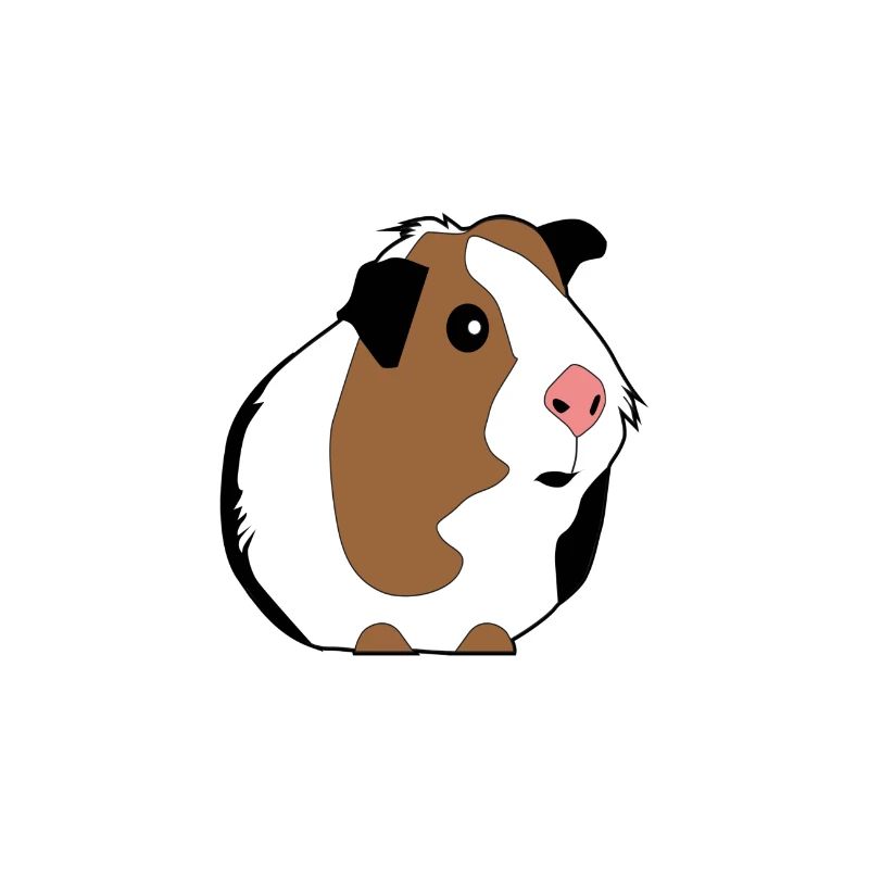 Meerschweinchen