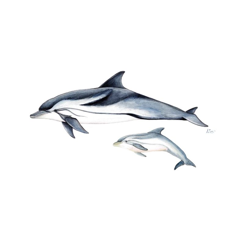 Liste Dolphin - dauphin rayé - dauphin