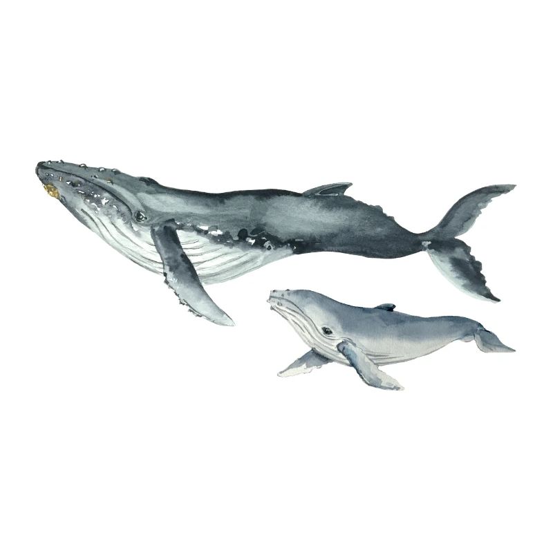Whales, Wal Design