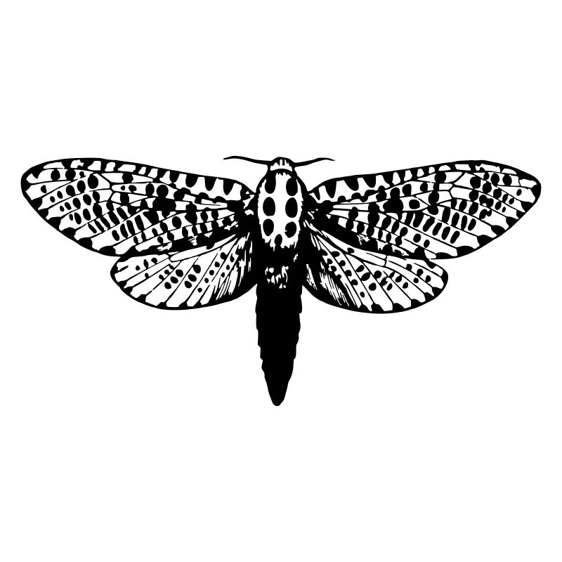 Moth drawing