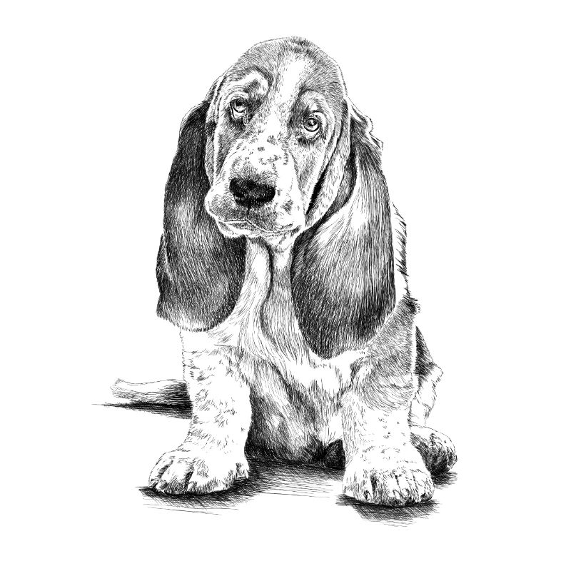 Basset-Hound