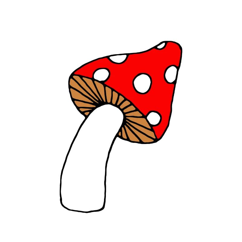 Fliegenpilz