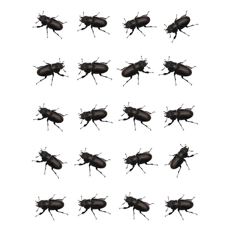 Stag Pattern