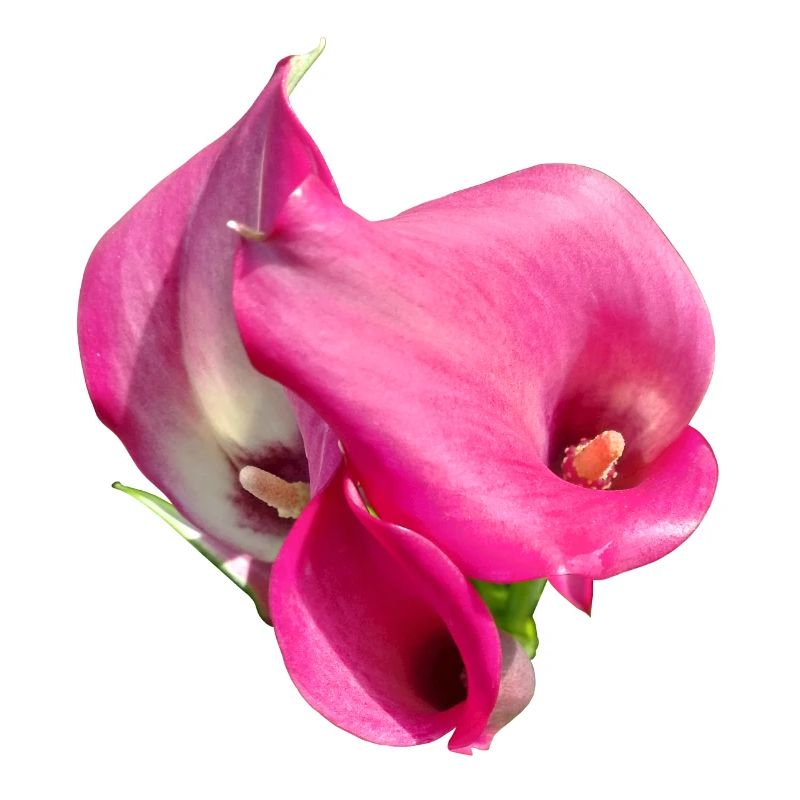 Pink Calla Blütentrio