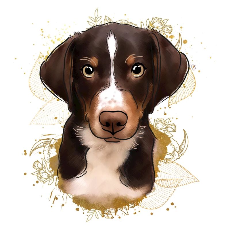 Berner Sennen Hund