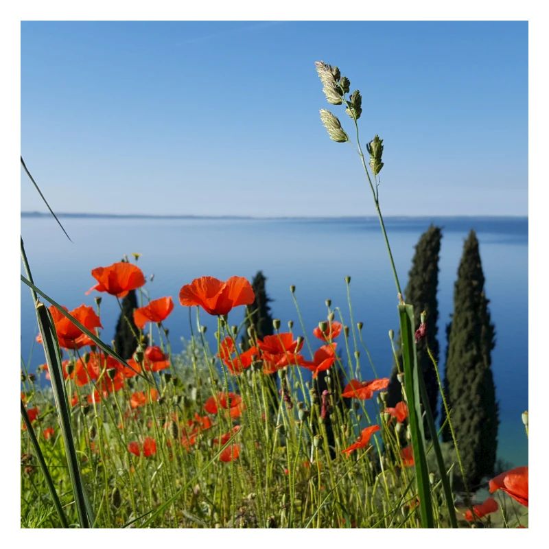Gardasee