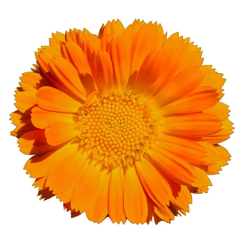 Blume Blüte