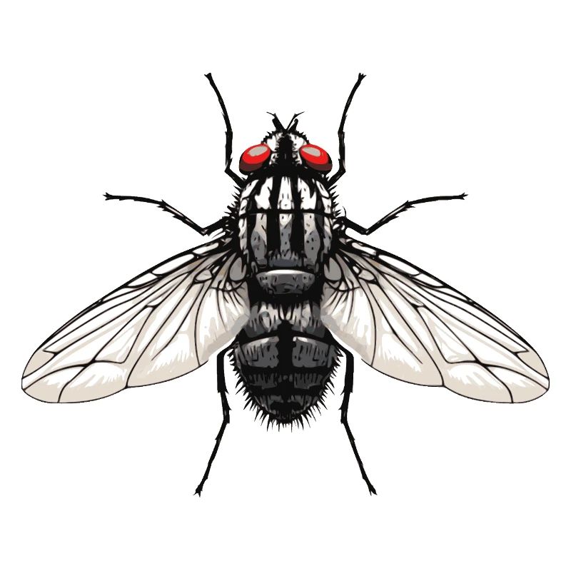Fliege