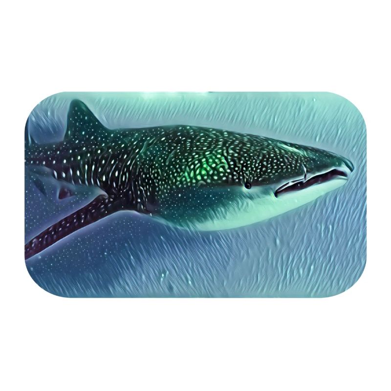 Walhai whale shark