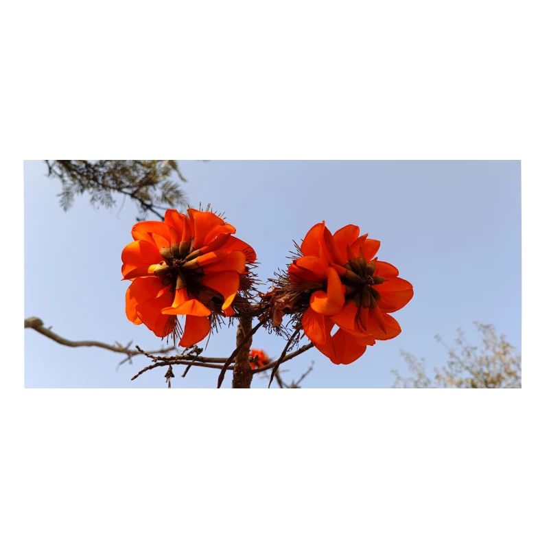Kanarische Blumen