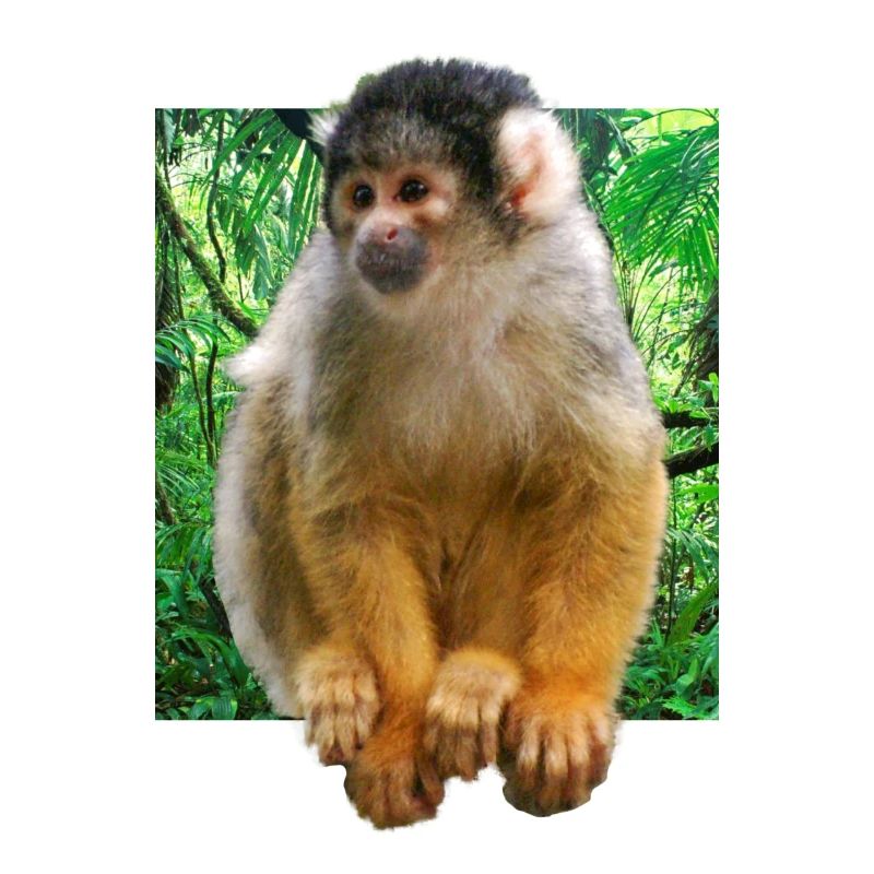 Skull monkey squirrel monkey