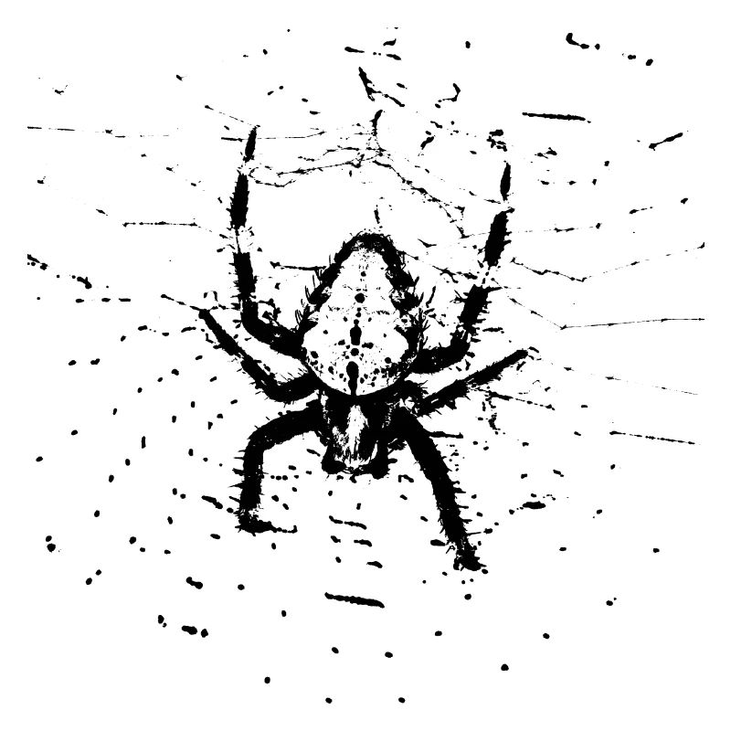 Spinne im Netz