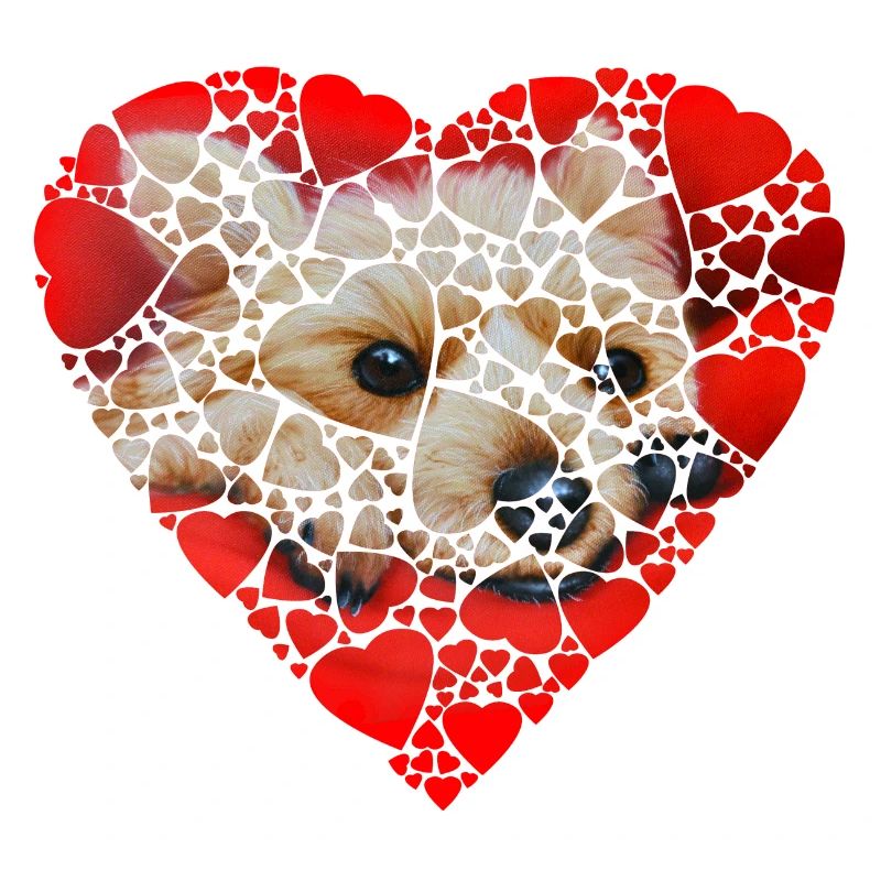 Yorkie